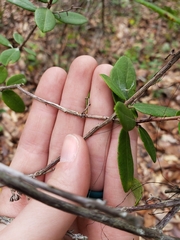 Pieris phillyreifolia