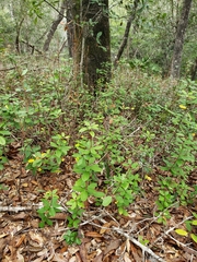 Pieris phillyreifolia
