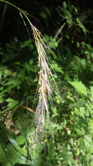 Elymus californicus