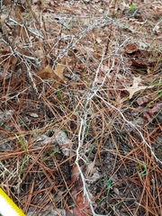 Crataegus michauxii