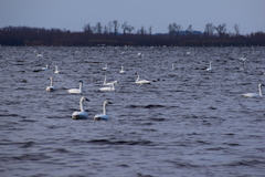 Cygnus columbianus