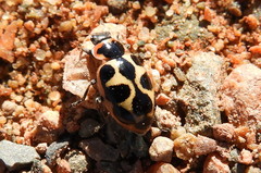 Naemia seriata