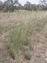 Austrostipa aristiglumis