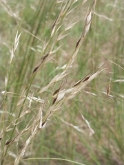 Austrostipa aristiglumis