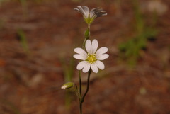 Cerastium strictum