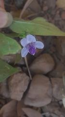 Asystasia dalzelliana