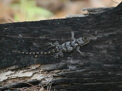 Sceloporus melanorhinus