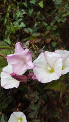 Calystegia purpurata