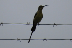 Nectarinia famosa famosa