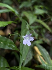 Ruellia pittieri