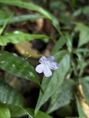 Ruellia pittieri
