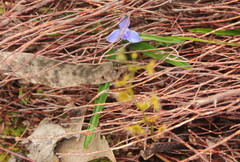 Glossodia major