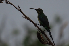 Nectarinia famosa famosa