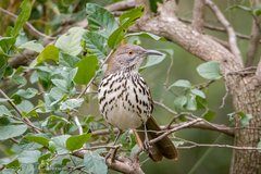 Toxostoma longirostre