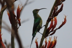 Nectarinia famosa famosa