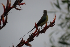 Nectarinia famosa famosa