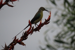 Nectarinia famosa famosa