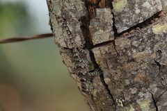 Sceloporus melanorhinus