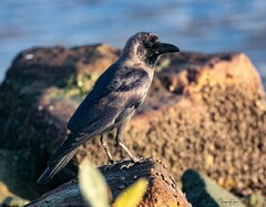 Corvus splendens