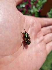 Eupoecila australasiae
