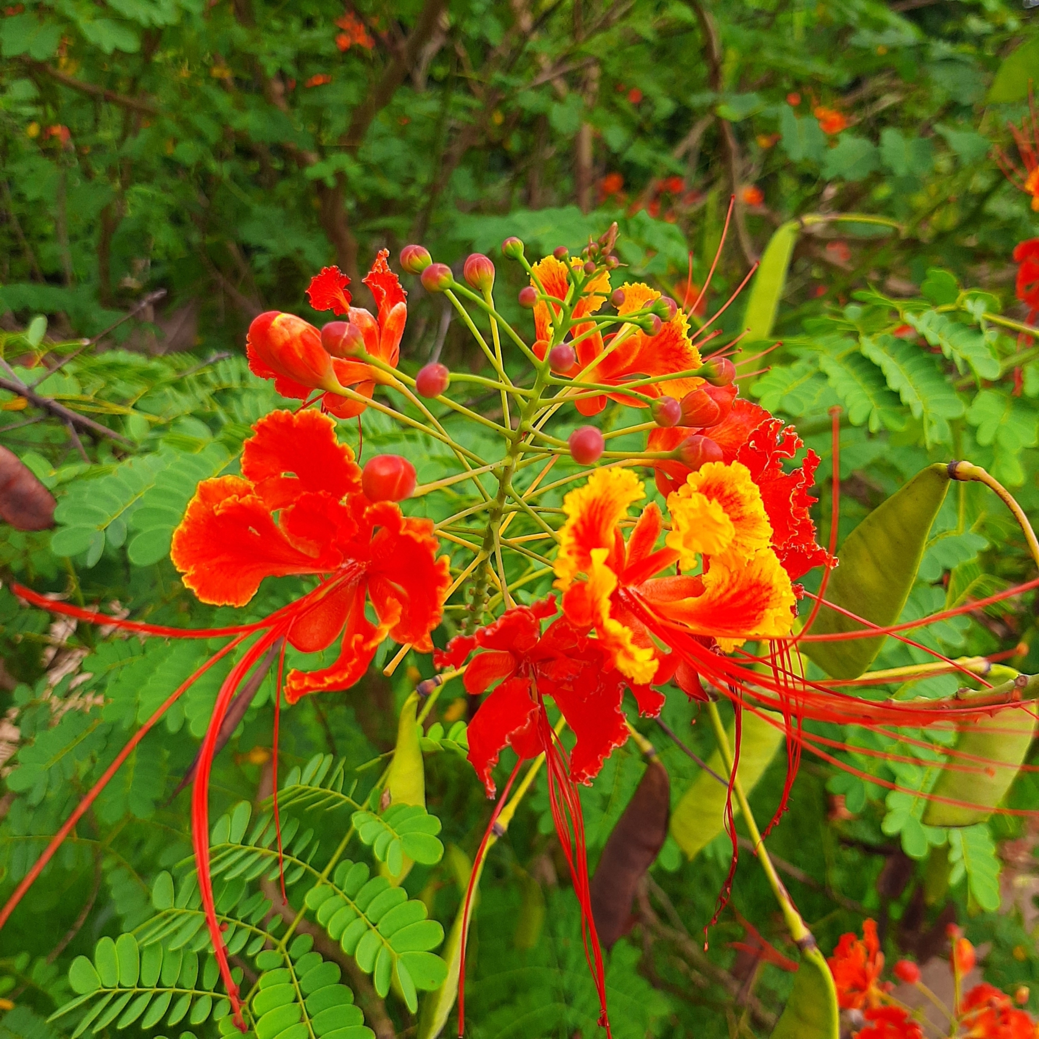 Caesalpinia pulcherrima