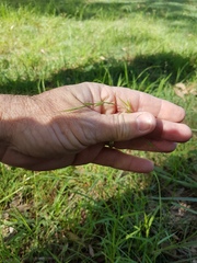 Microlaena stipoides