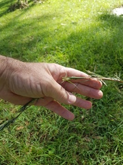 Cymbopogon refractus