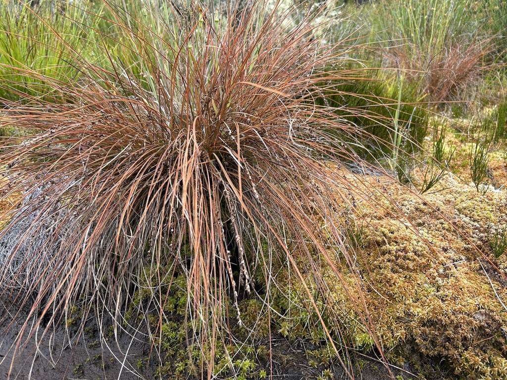 Carex tenuiculmis