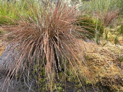 Carex tenuiculmis