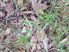 Synostemon hirtellus