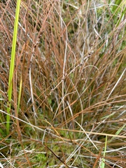 Carex tenuiculmis