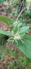 Cestrum tomentosum