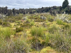 Carex tenuiculmis