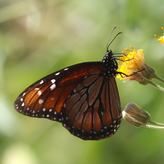 Danaus eresimus