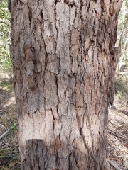 Corymbia trachyphloia
