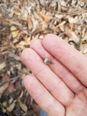 Corymbia trachyphloia