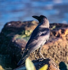 Corvus splendens