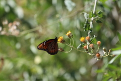 Danaus eresimus