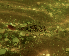 Tetractenos glaber