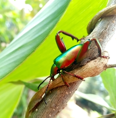 Sagra femorata