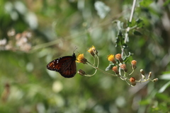 Danaus eresimus