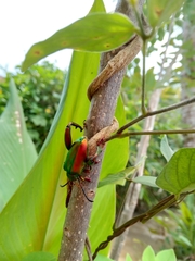 Sagra femorata