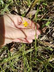Hypoxis pratensis