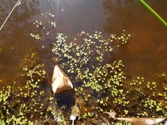 Lemna aequinoctialis