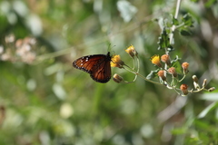 Danaus eresimus
