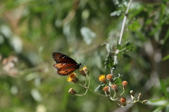 Danaus eresimus