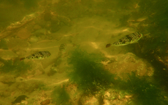 Tetractenos glaber