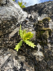Lockhartia micrantha