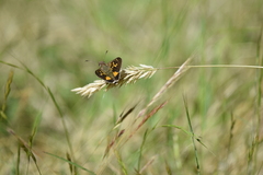Trapezites phigalioides