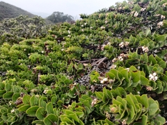 Arctostaphylos imbricata
